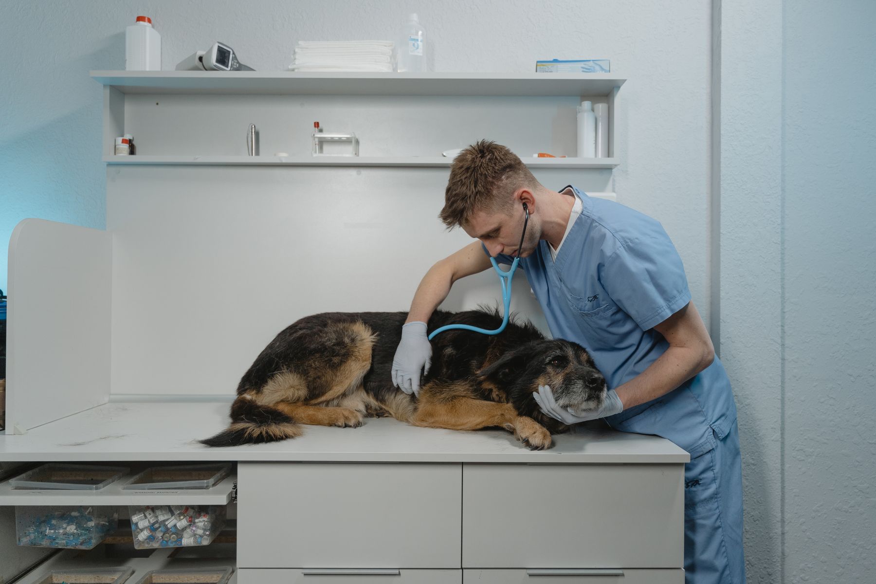 Vet examining a dog