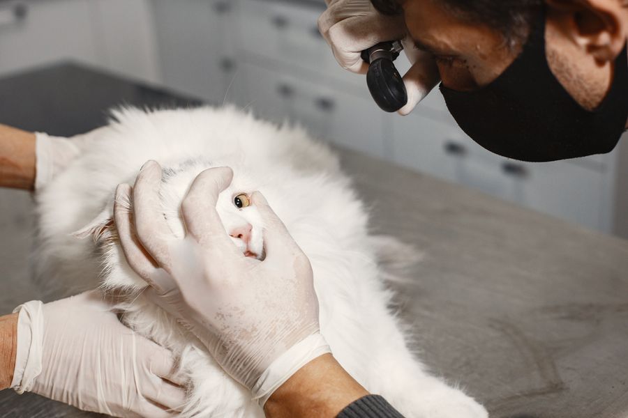 Vet examining a cat