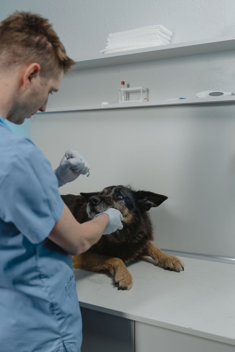 Vet checking a dog